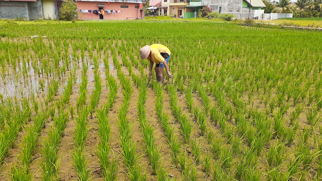 Soal 300 Ha Sawah Petani Gagal Tanam, BWS Sumatra V Klaim Sudah Sosialisasi  Tutup Aliran Air