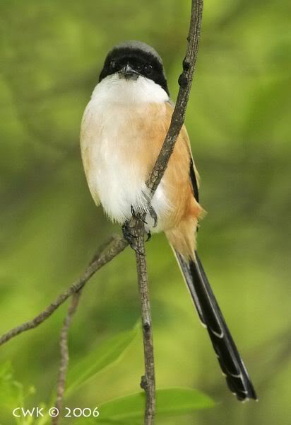 Cendet / Pentet / Toed | Blogsite Lapangan Cbc Cikupa Asri Tangerang 600_X_412_jpg