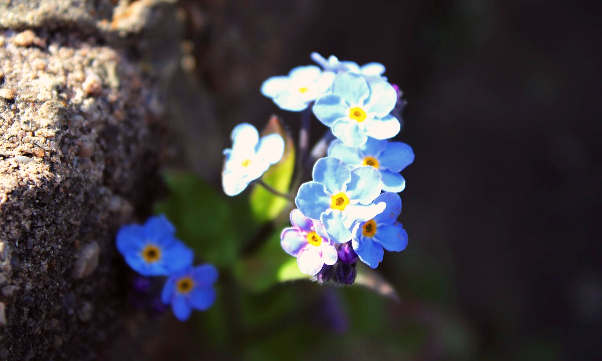 Man kan även skicka kondoleanserna till begravningen. Gravsten | Lavendla