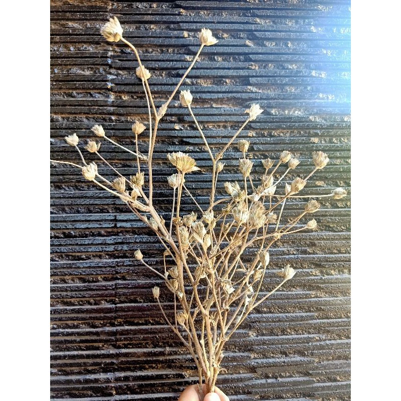 Ranting liman kering | Lazada Indonesia