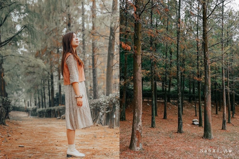 2023台中落羽松秘境》5個必去免費景點！超好拍、約會打卡好停車