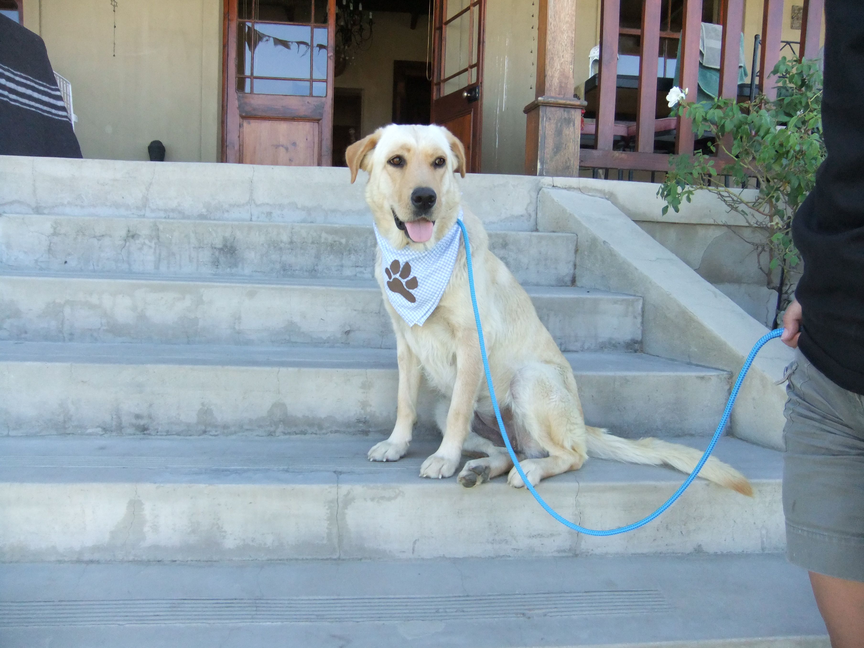 labrador as family pet