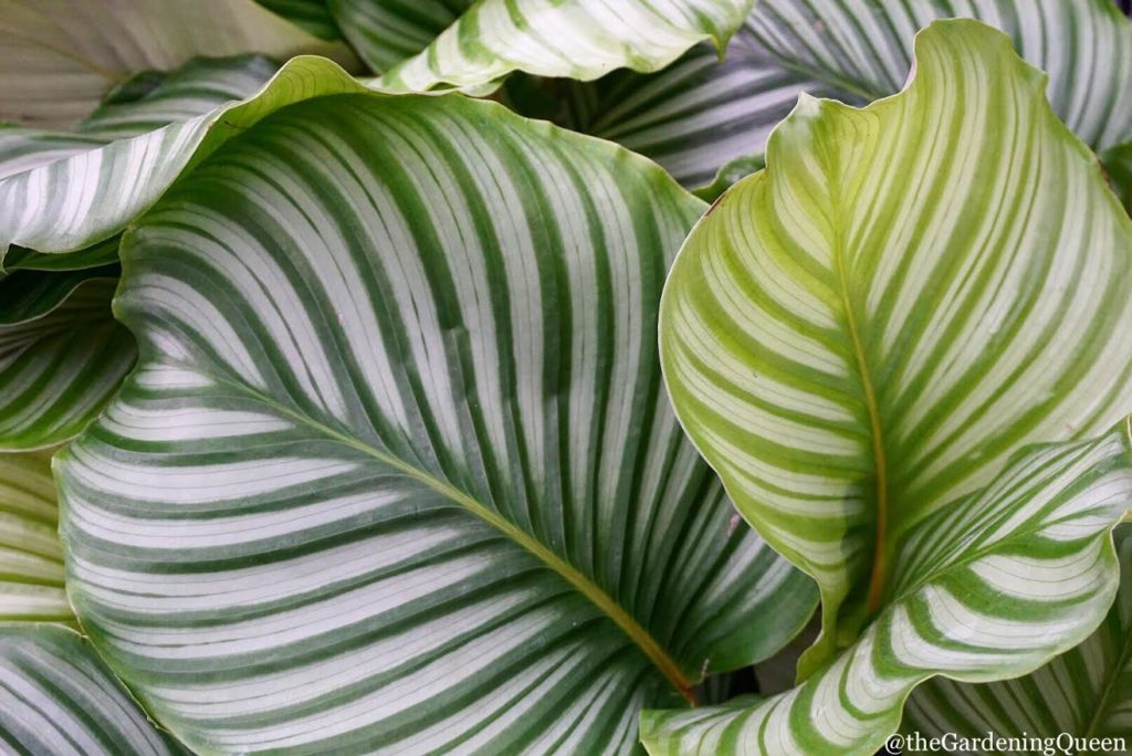 This genus has some of the most stunning varieties for your houseplant collection! Calathea A Guide To Collecting Calathea Leaf And Paw