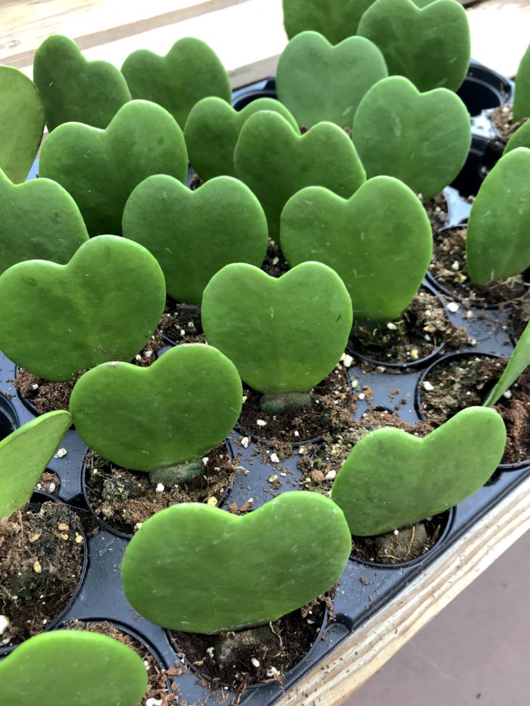 The leaves might also turn black in some cases. Guide Hoya Kerrii Leaf And Paw