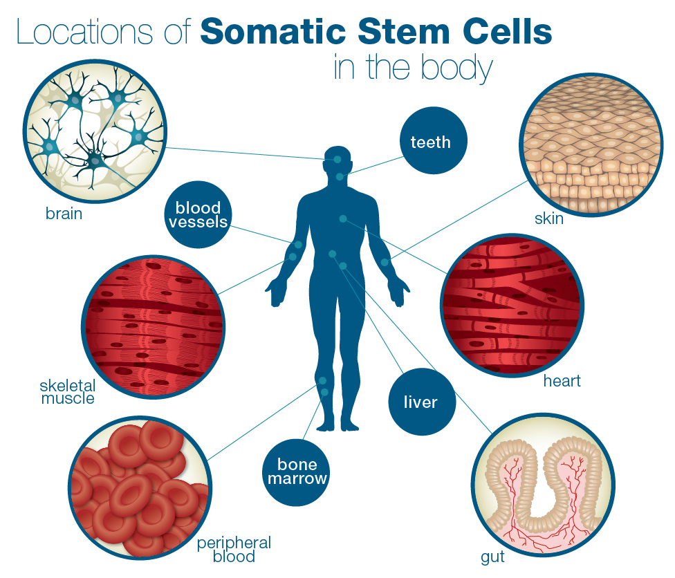 Stem cells play many important roles in our bodies from embryonic development through adulthood. Stem Cell Quick Reference
