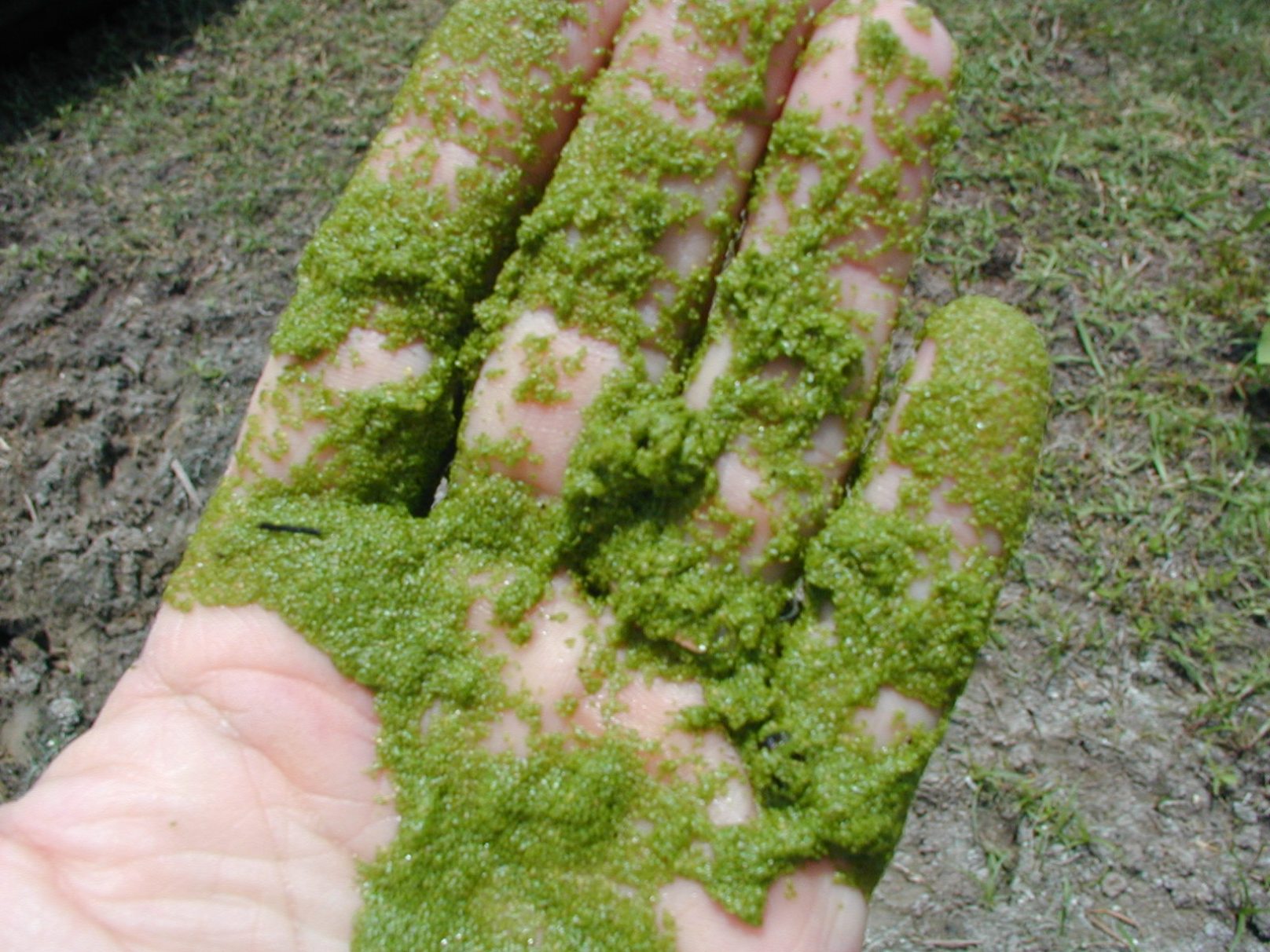 · record yourself saying 'algae . How Do You Mispronounce Them Learn English Or Starve