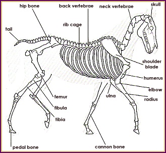 I've often been asked if i wrote a book about drawing animals, and i haven't (yet), but this course is . Research Point Skeletal Structure Of The Horse Anatomical Drawings Of George Stubbs Learning Mojo