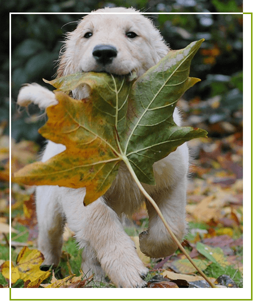 An ideal place to learn to socialize and play outside in a totally secure, fully chain link fenced area. Jack Darling Dog Park Leash Free Mississauga