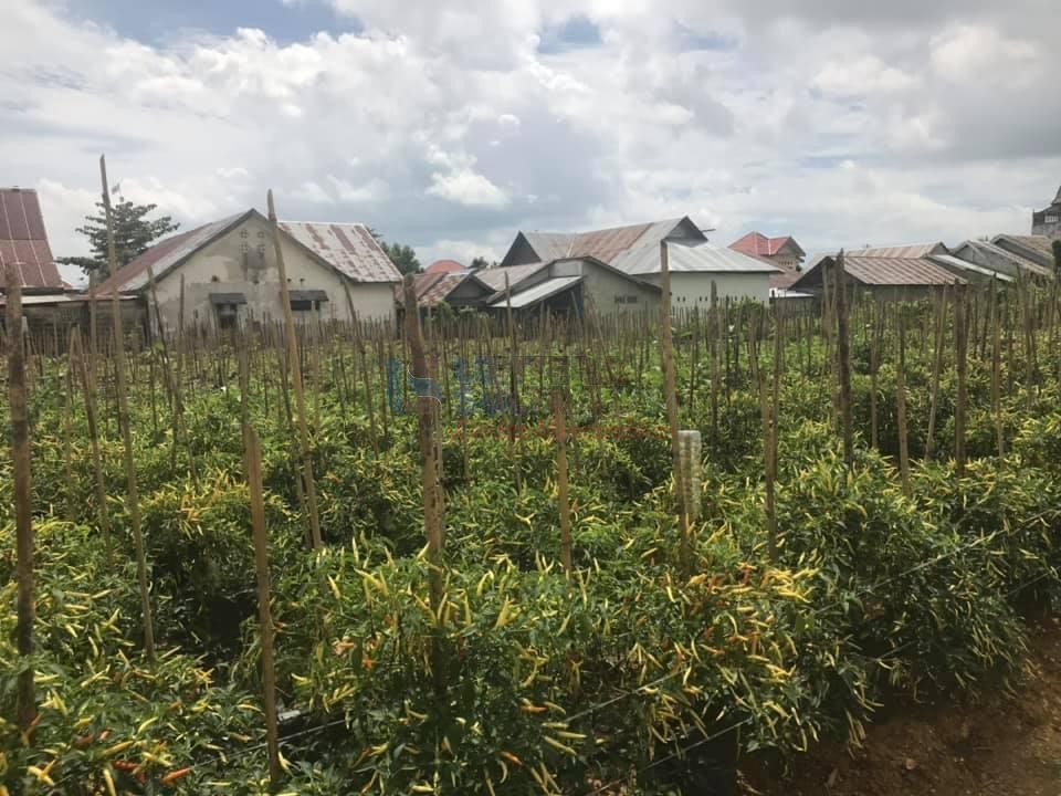 Perbedaan model, strategi, dan metode pembelajaran dalam proses pembelajaran, ada beberapa istilah yang sering digunakan untuk menggambarkan situasi kegiatan belajar mengajar. Bertani Cabai Rawit Jadi Pilihan Kreatif Di Tengah Pandemi Lentera Sultra