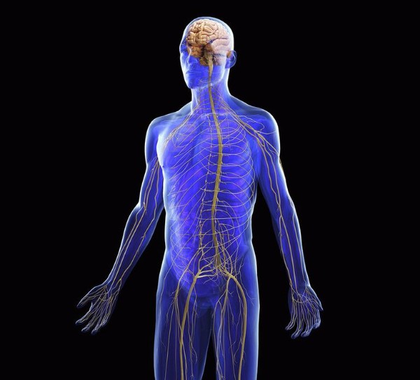 These parts work in tandem to send signals from cell to cell and from body part to body part. How The Nervous System Controls Balance Lerner Chiropractic