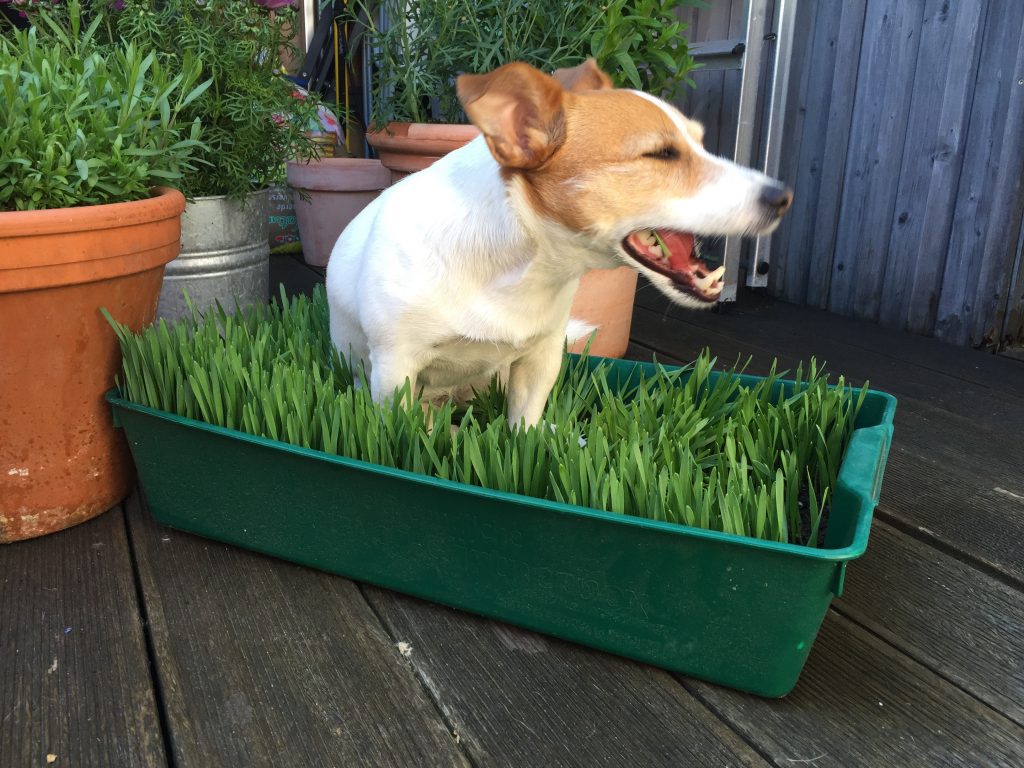 Toilette in der wohnung für alte und kranke hunde. Unsere Wiesen-Gras-Kiste: eine Anleitung zum GlÃ¼cklichsein