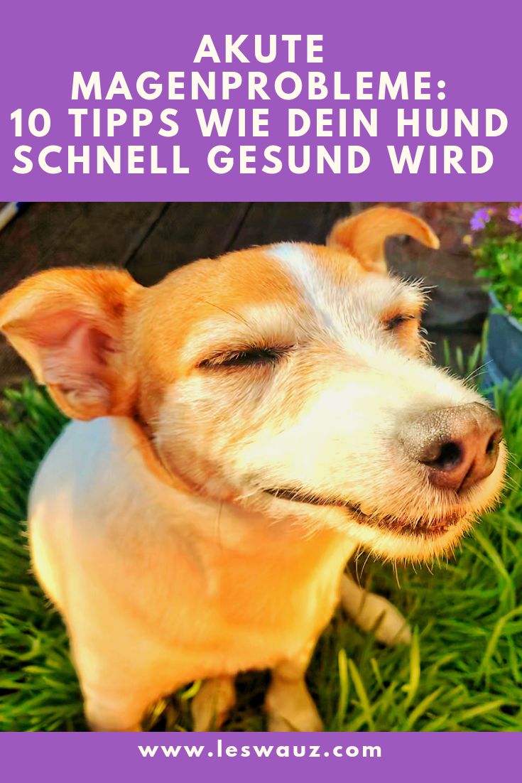 Durchfall und erbrechen sind keine eigenständigen krankheiten. Akute Magenprobleme 10 Tipps Wie Dein Hund Schnell Wieder Gesund Wird Leswauz