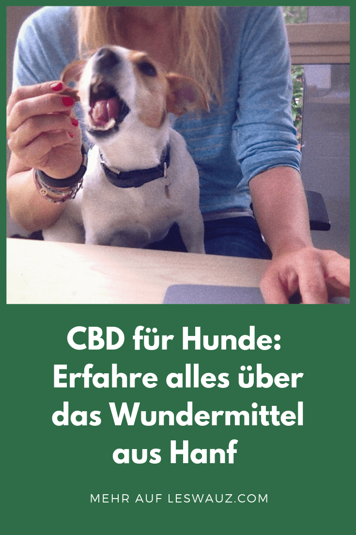 Cbd Für Hunde: Alles Über Das Wundermittel Aus Hanf - Leswauz 1102_x_735_png