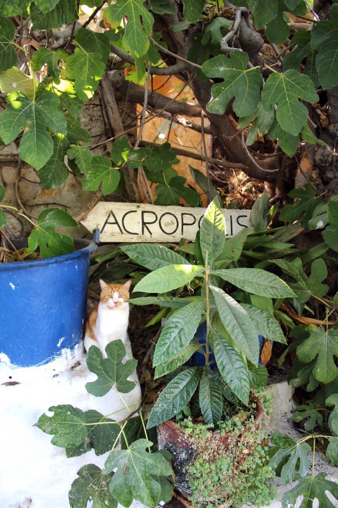 Don't allow this (get the app instead!) athens audio tours. One Day In Athens Greece The Perfect Itinerary Le Travels