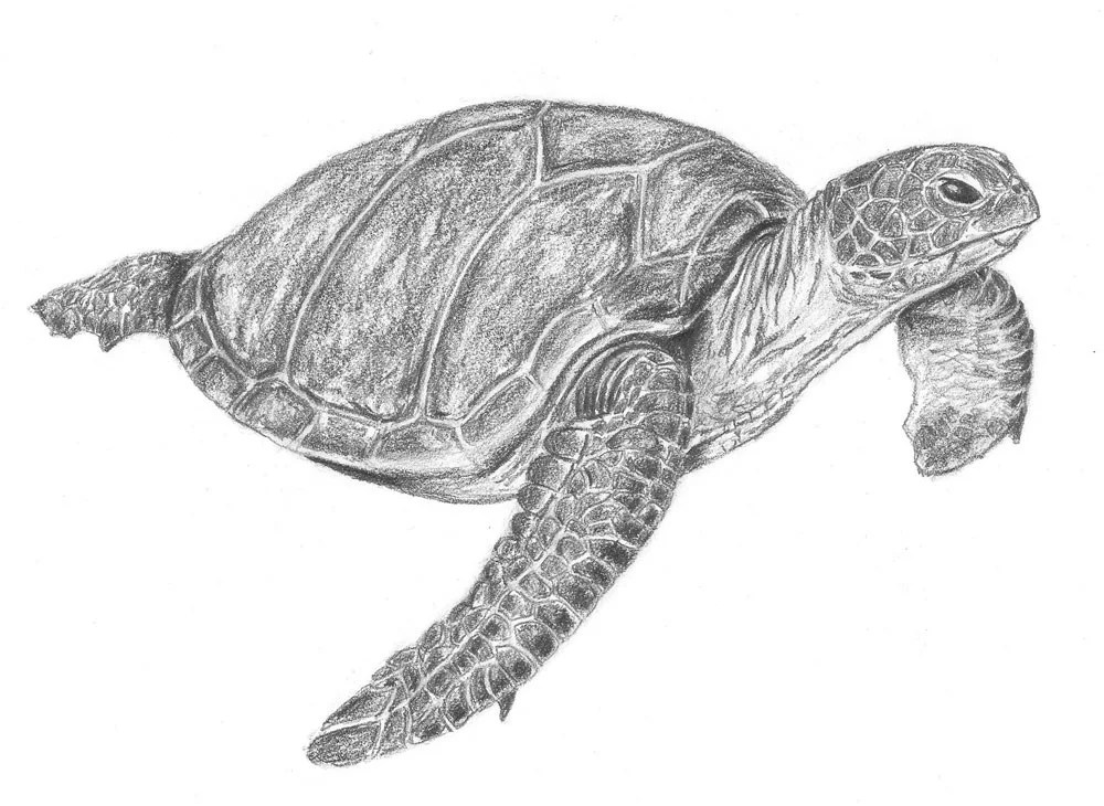 Margherita cole | my modern met. How To Draw A Sea Turtle Step By Step Let S Draw Today