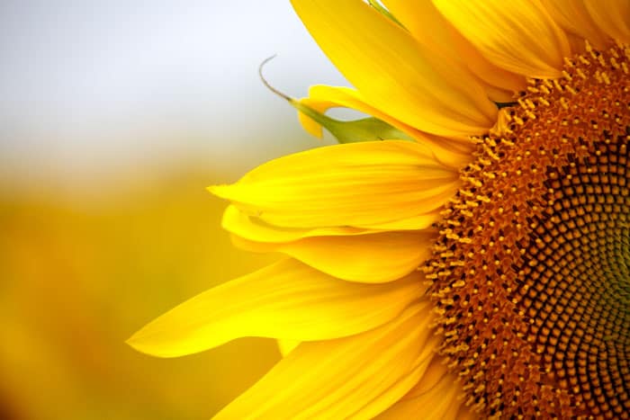 Jirasin yossri · yellow sunflower. Build A Sunflower House With Kids The Ultimate Kids Garden