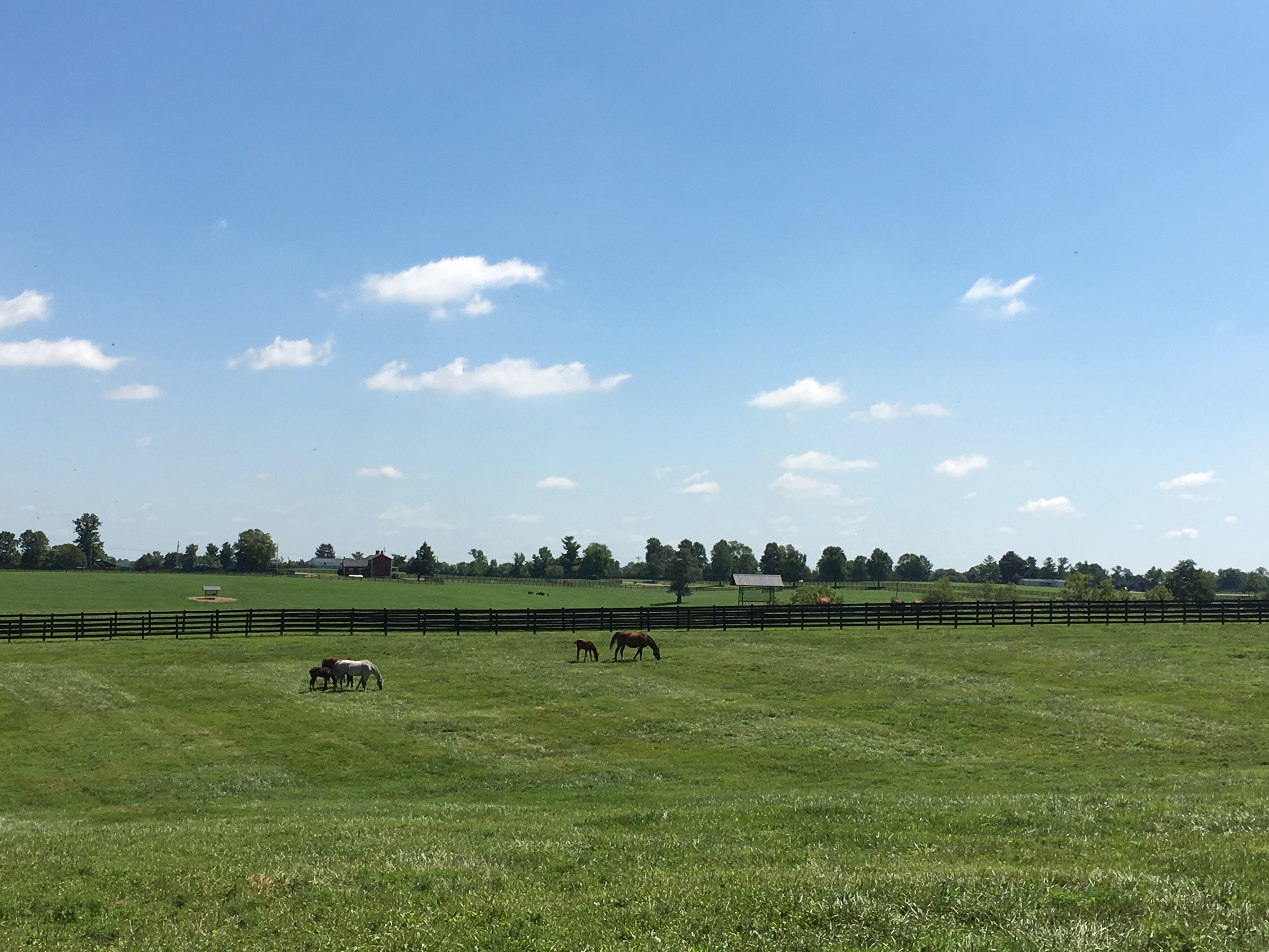 Tour a horse farm, Everything you should do this Spring in Lexington, KY