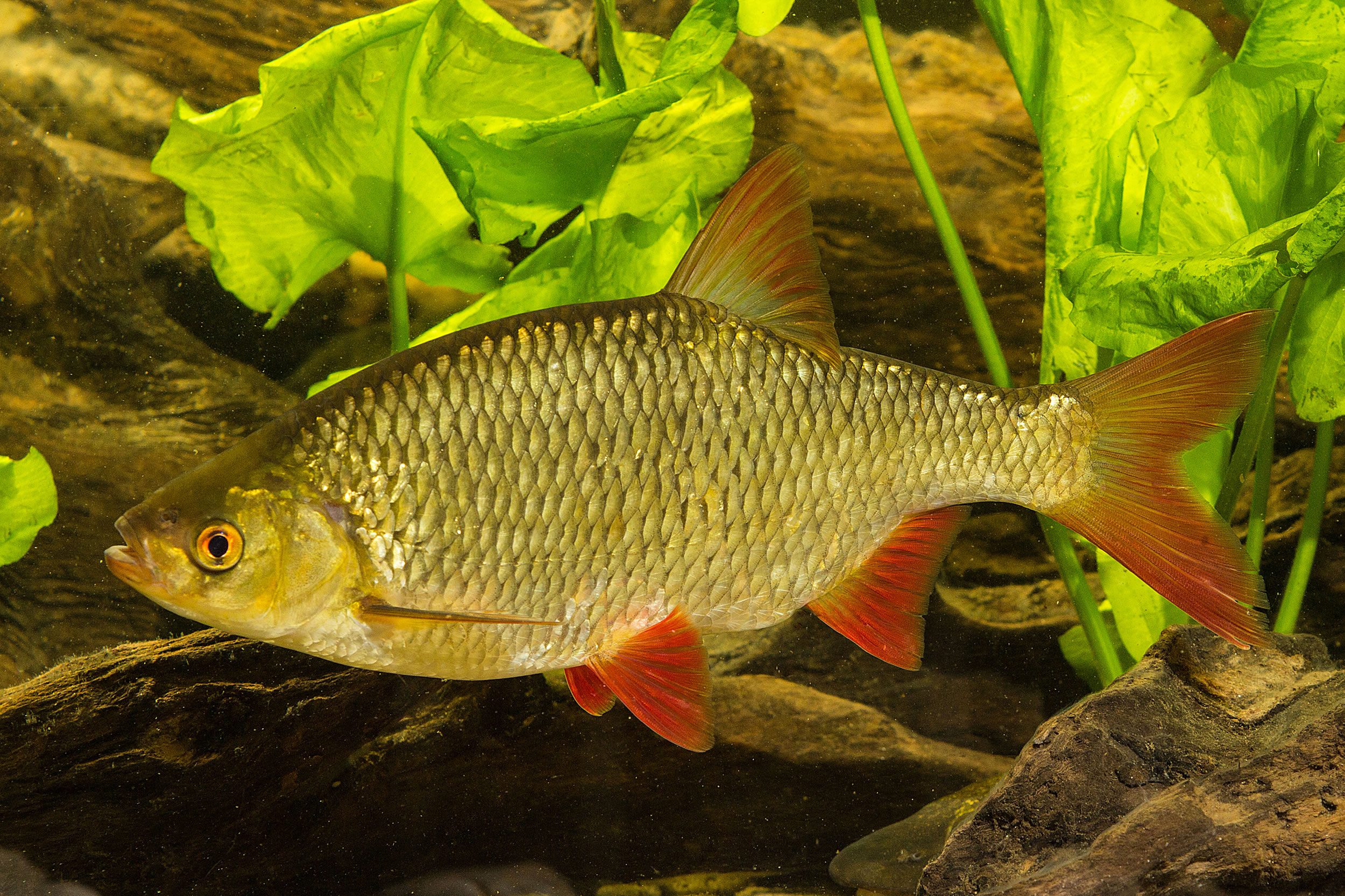 Suchen sie in 153.763 stockfotos und lizenzfreien bildern zum thema schuppen von istock. Rotfeder - Landesfischereiverband Bayern