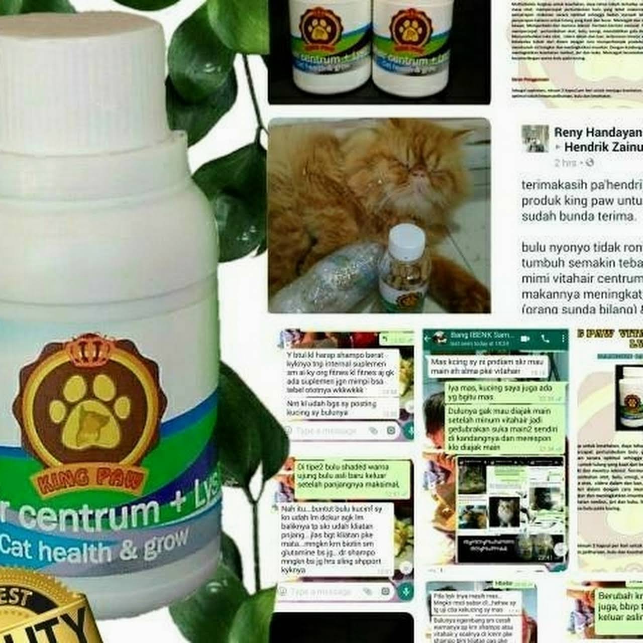 Kalo ada yang hibah kucing betina mau dong kak saya yang lokasi tulungagung kota. Bessie Petshop Tulungagung Jasa Adopsi Hewan Peliharaan
