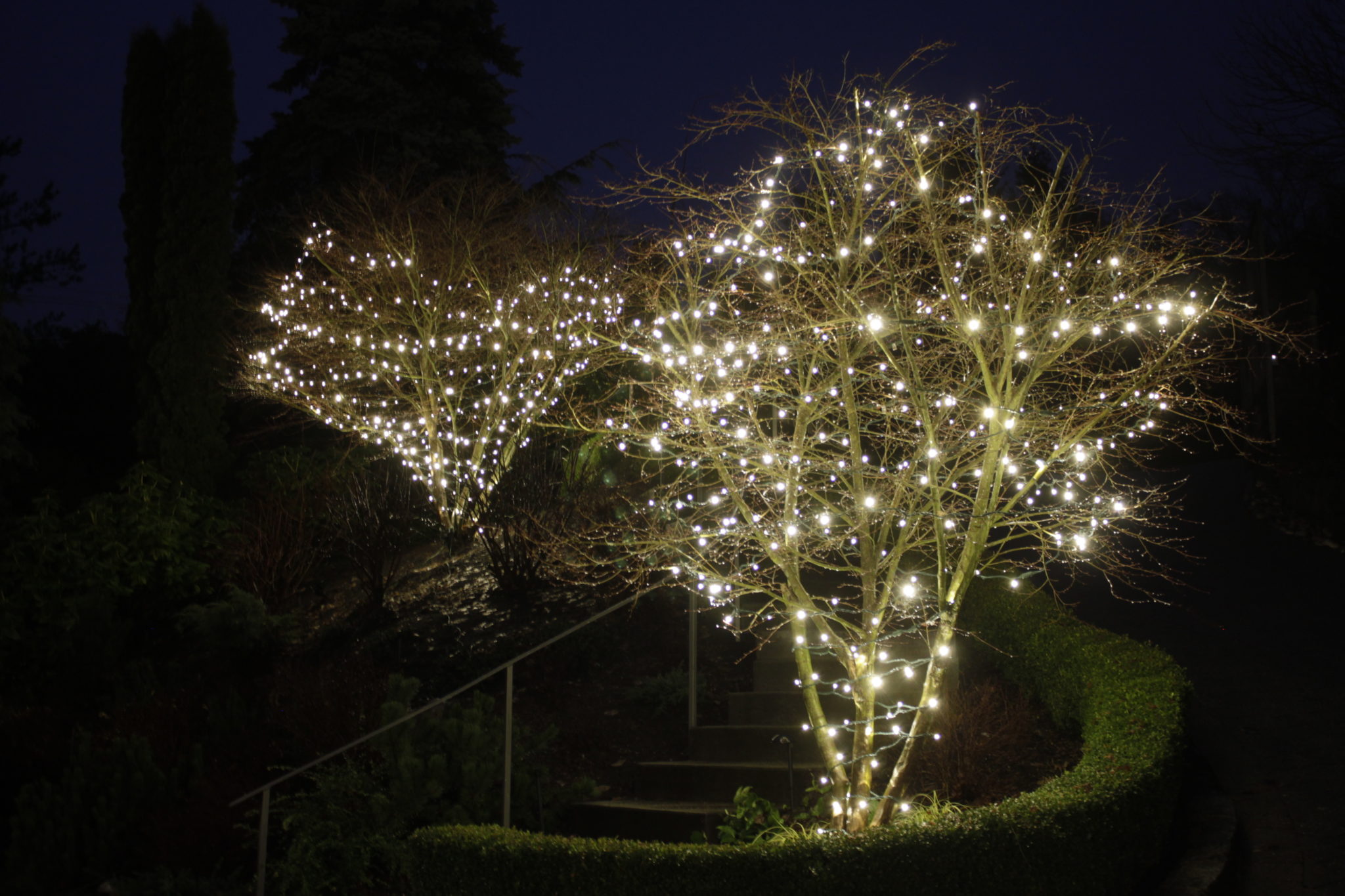 A christmas tree adorned with twinkling lights and ornaments is an essential holiday decoration. How To Install Christmas Lights On A Tree Light Knights