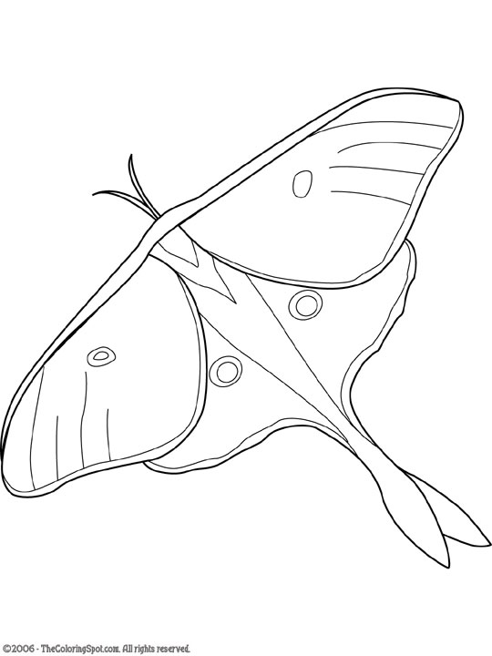 Select from 69904 printable coloring pages of cartoons, animals, nature, bible and many more. Luna Moth Coloring Page | Audio Stories for Kids | Free Coloring Pages