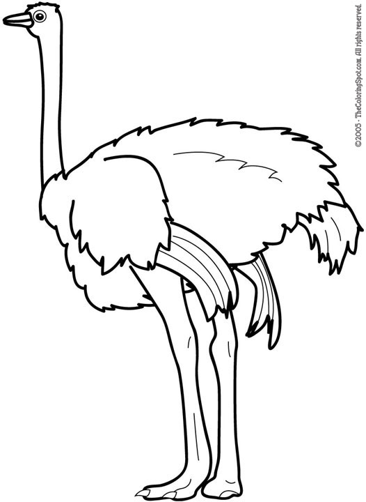 Learn where to find free printable coloring pages for kids. Ostrich Coloring Page 1 Audio Stories For Kids Free Coloring Pages Colouring Printables