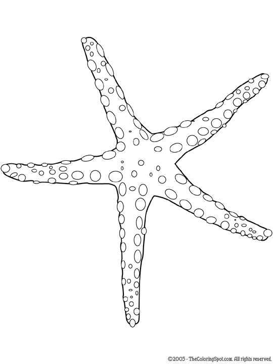 Free printable starfish coloring pages and download free starfish coloring pages along with coloring pages for other activities and coloring sheets. Sea Star Coloring Page Audio Stories For Kids Free Coloring Pages Colouring Printables