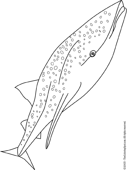 The whale shark is the largest shark and the largest fish. Whale Shark Coloring Page | Audio Stories for Kids | Free Coloring