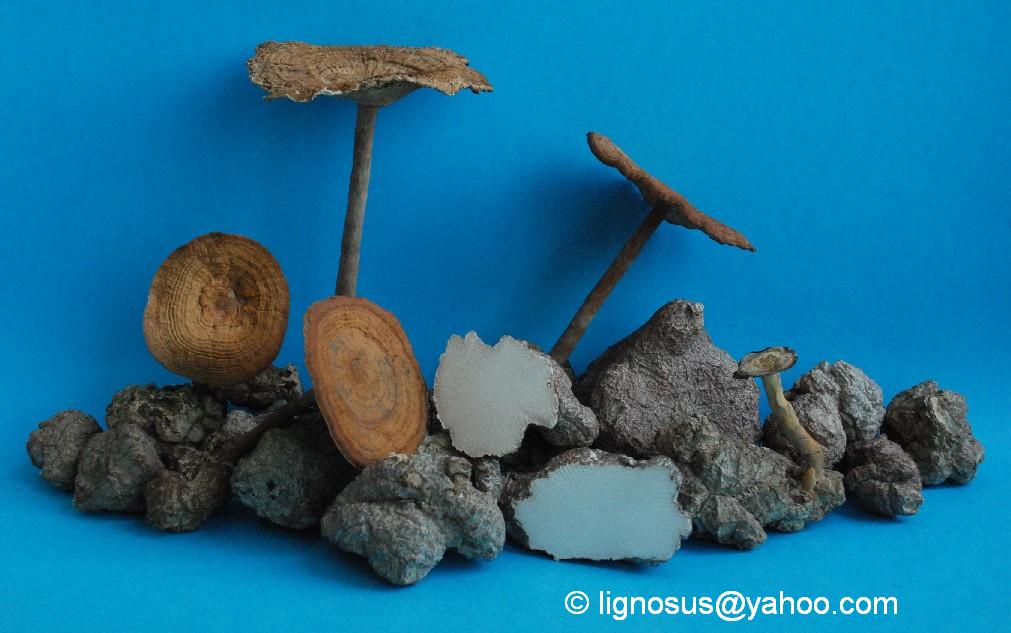 Details Lignosus