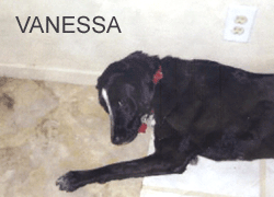 Has two emergency animal clinics located in san jose and campbell to provide compassionate care for your pet. SUNRISE @ THE KOHL'S PARKING LOT