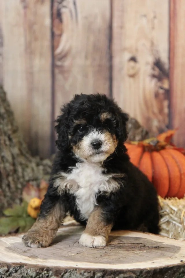  Petite Bernedoodles