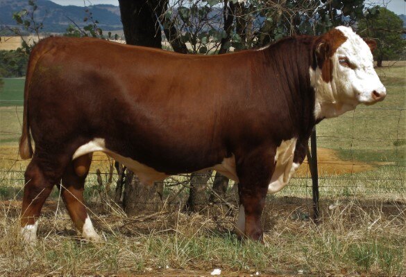 Start by determining what breed, or breeds, you are most interested in. Riverina Hereford Bull Sets New Australian Record Fetching 160 000 At Book Book Sale Abc News