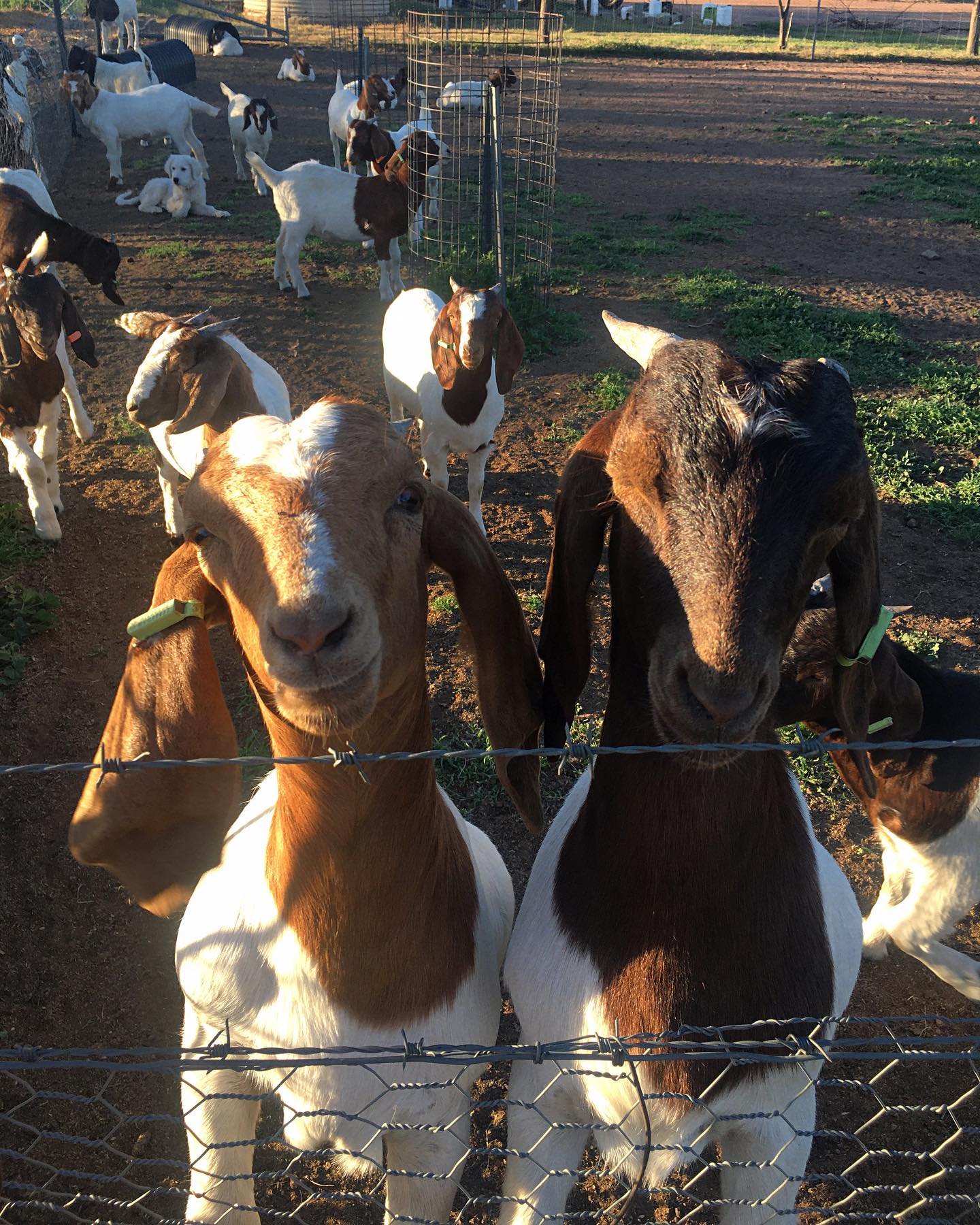 A shepherd in northwestern china has become a hero after saving six ultramarathon runners trapped on a mountain by bad weather. Goat Production Plummets But Experts Promise A Surge Is Coming Abc News