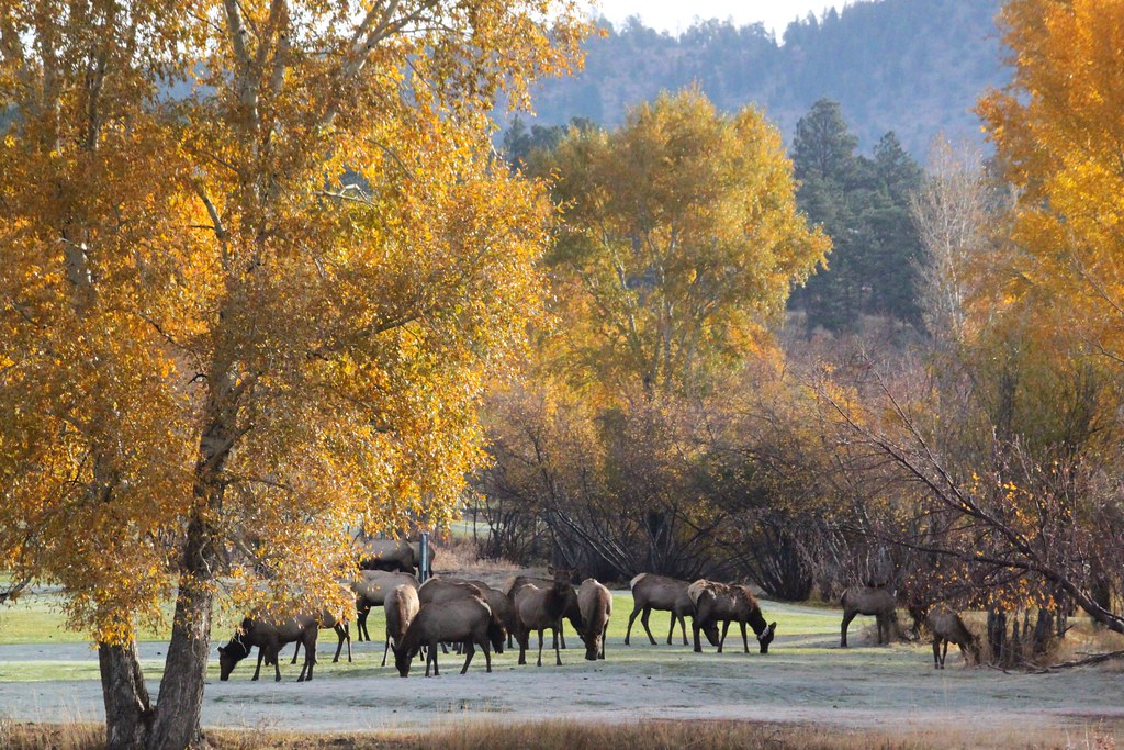 Our estes park lodging options . A herd of elk in Estes Park, Colorado | The fall foliage