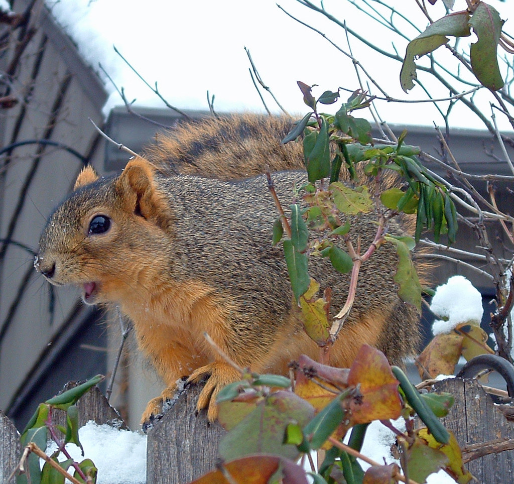When dealing with a friend, if you aren't getting the short end, you're doing it wrong. 28 talking squirrel | Sharon Brogan | Flickr