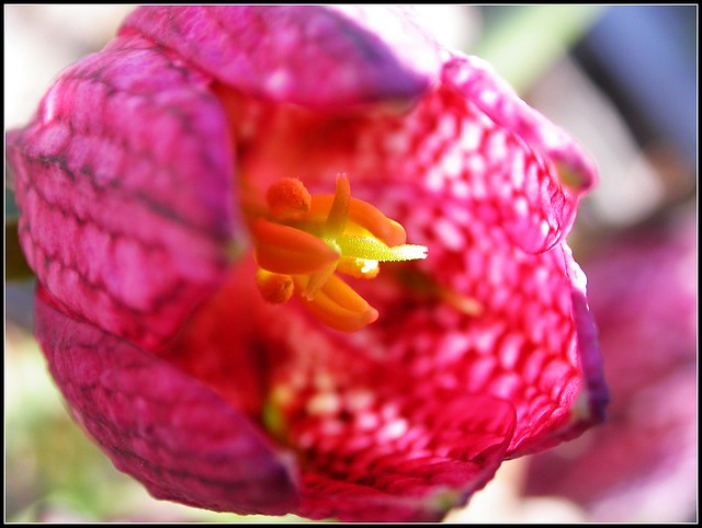 花英文名字好聽的花名 Silviasaint