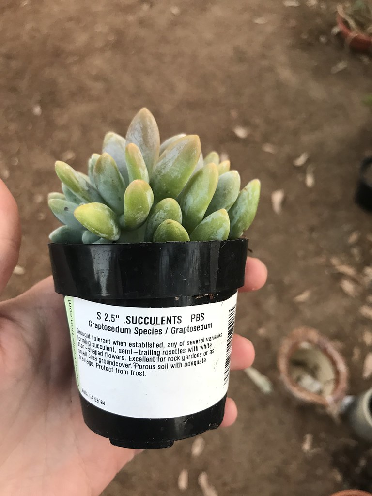 Home · shop · fall specials · succulents · tropical plants · mermaid tails · new items & restocks · book · botanical walls · about us. Found A Crested Succulent Spifferella Flickr