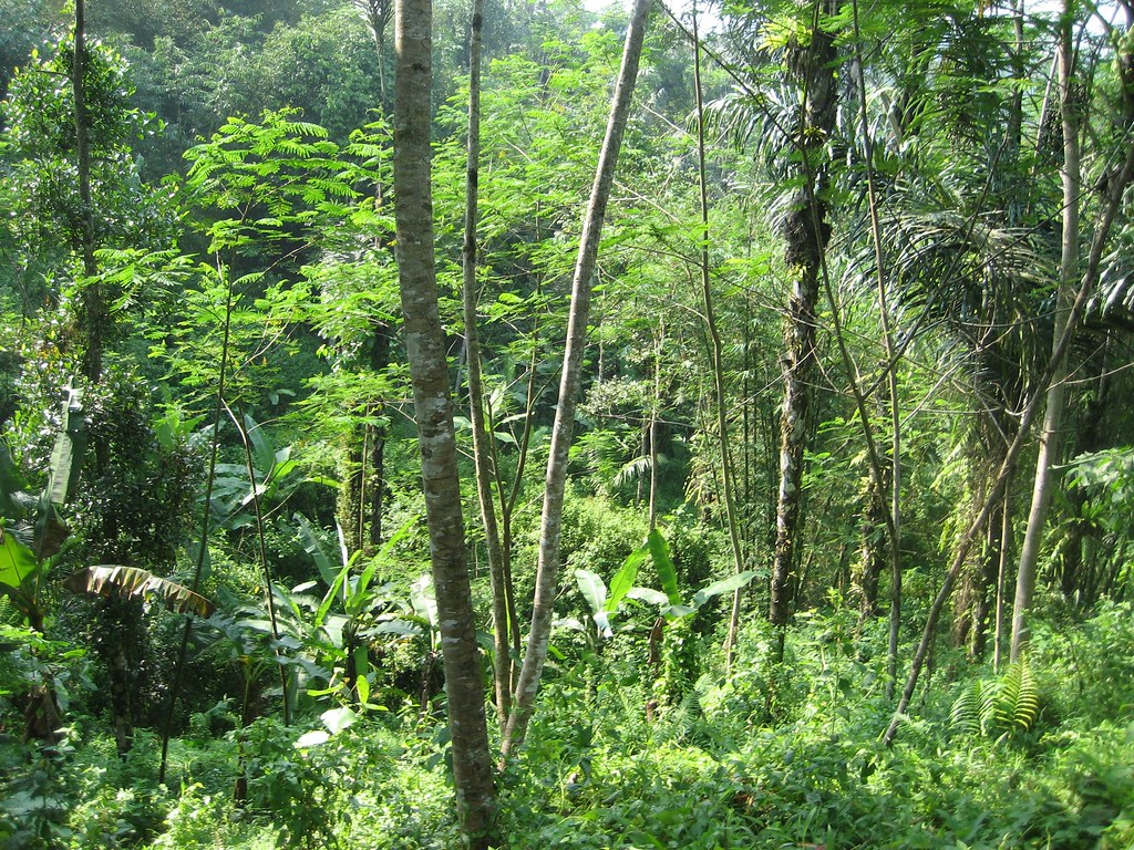Hutan Belantara Baduy | Bambang Puji | Flickr 768_X_1024_jpg