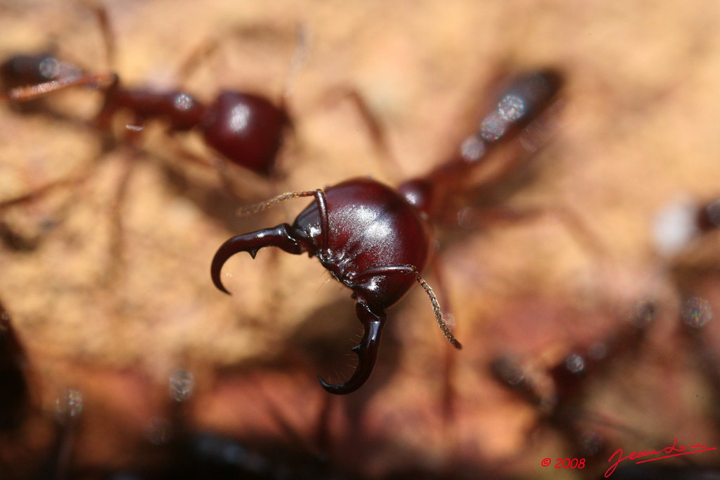 Insecte Hymenoptere Fourmi Magnan 8eimg 4476wtmk Jean Louis Albert Flickr