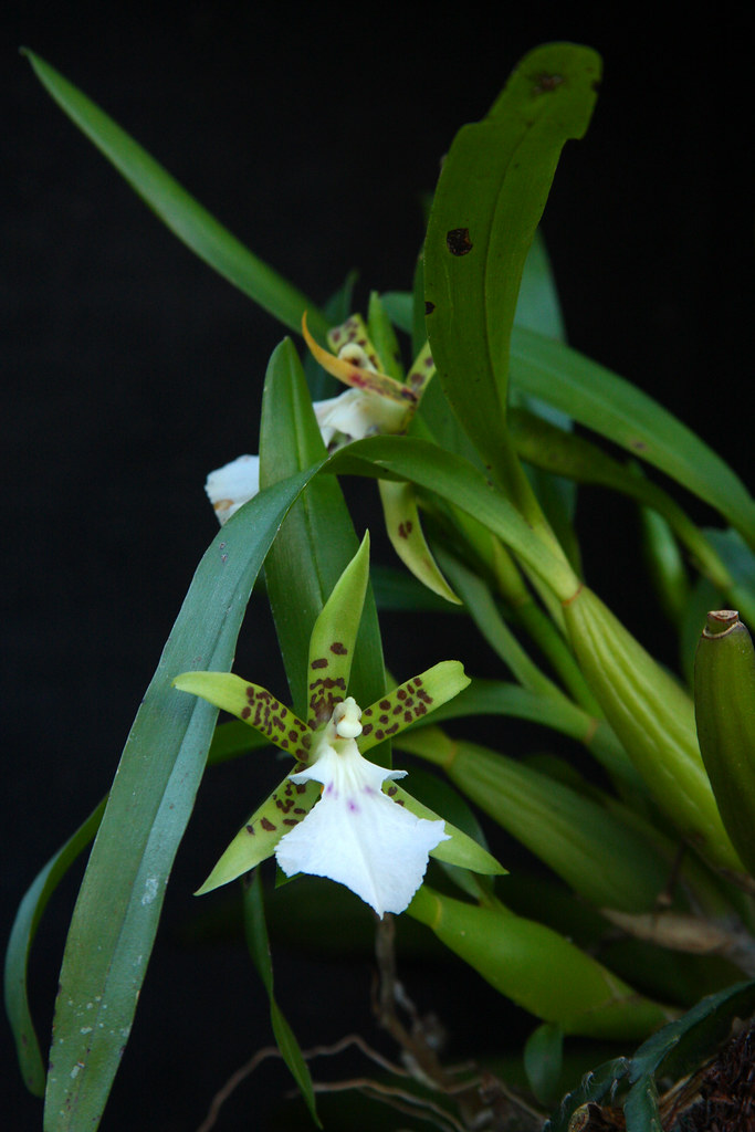 Aspasia Lunata 2 Aspasia Lunata Orquidea Da Subtribo On Flickr