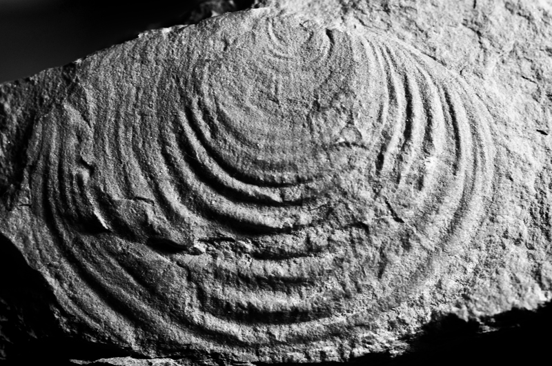 Claraia Clarai | Fossile Guida Della Formazione Di Werfen (T… | Flickr 531_x_800_jpg