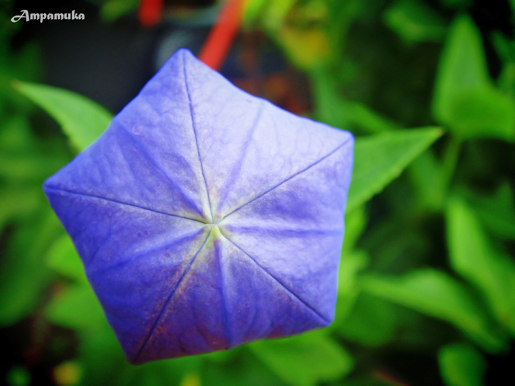 Origami Balloon Flower - How To Make An Origami Balloon Flower Youtube /