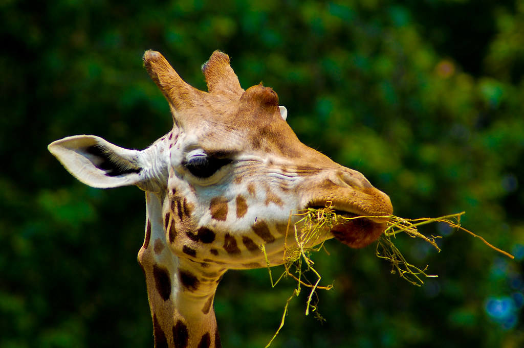 Girafe Qui Mange Angel Rivers Flickr
