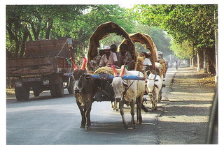 Berbeda dengan dokar yang bertenaga kuda, cikar ditarik oleh sapi. Another Country Tag From Aks Matsu2009 Flickr