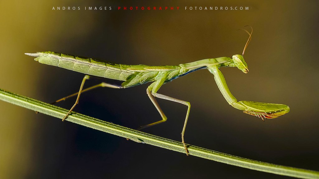 La mantis religiosa, comúnmente llamada santateresa, es una especie de insecto mantodeo de la familia mantidae. Insectos Mantis Religiosa Insects Mantis Religious Flickr