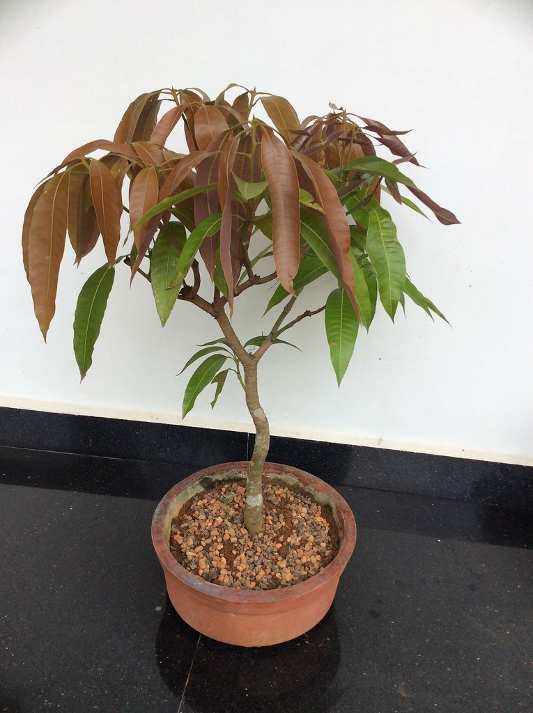 Tamarind Bonsai Care - Tamarind Bonsai Tree ~ Rogie's Bonsai Garden ~ San : This guide will tell you everything you need to know about growing and caring for bonsai trees.