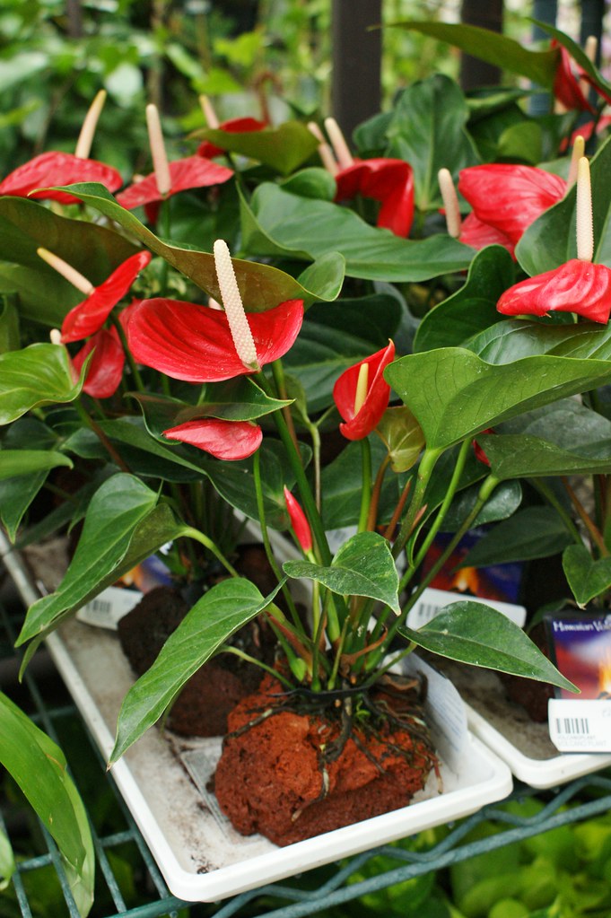Your favorite shows, personalities, and exclusive originals. Anthurium On A Lava Rock Sony Dsc Karl Gercens Flickr