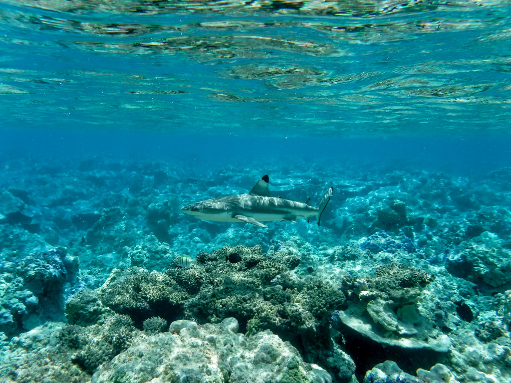 Palmyra atoll is a remote, uninhabited coral atoll 1,200 miles southwest of honolulu, hawaii, and is widely considered by many scientists as one . Blacktip Reef Shark Palmyra Atoll Species Blacktip Reef Flickr