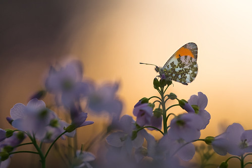 Salon de manucure aurore au temps pour soi 58 allée des roseaux, 74300 thyez, france réserver facilement par téléphone. Aurore au coucher | www.tomvdh.wix.com/tomtomphotography www⦠| Flickr