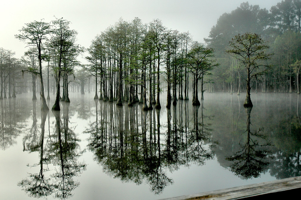 Visited george l smith state park campground lately? View from the Pier | George L. Smith II State Park, near